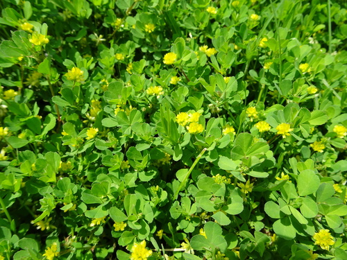 Lesser hop trefoil