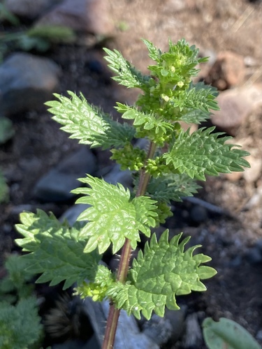 Dwarf Nettle