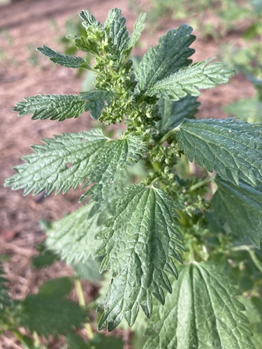 Dwarf Nettle
