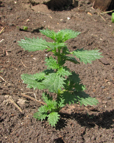 Dwarf Nettle
