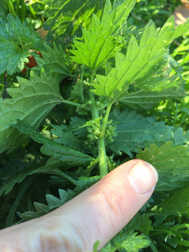 Dwarf Nettle