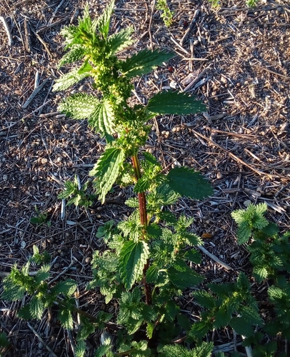 Dwarf Nettle