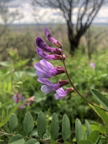 American vetch