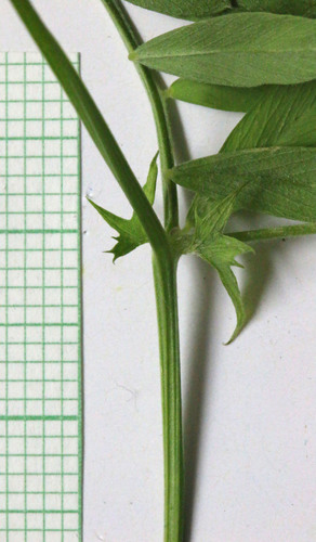 American vetch