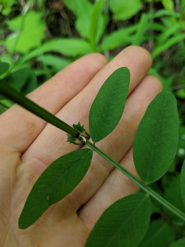 American vetch