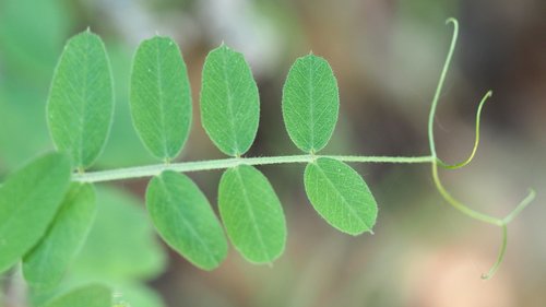 American vetch