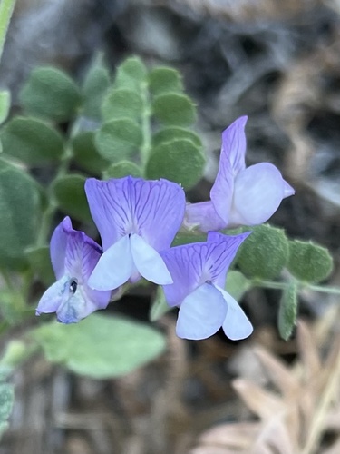 American vetch