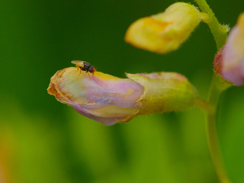 American vetch