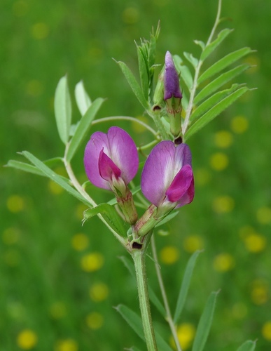 Common Vetch
