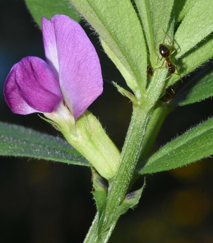 Common Vetch