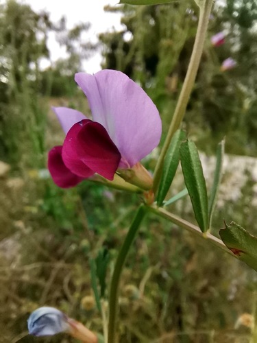 Common Vetch