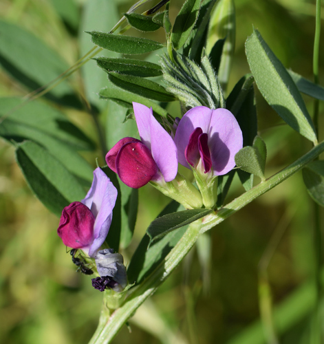 Common Vetch