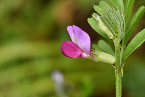 Common Vetch