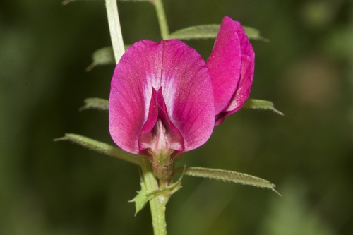 Common Vetch