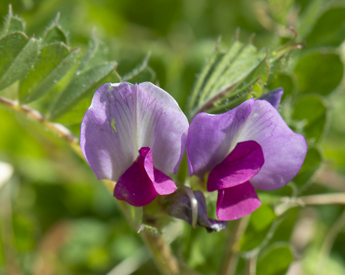Common Vetch