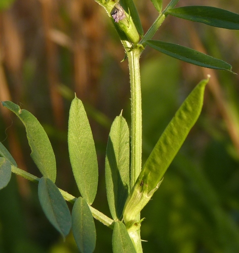 Common Vetch