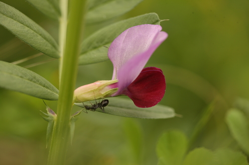 Common Vetch