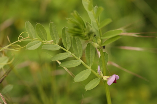 Common Vetch
