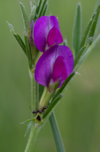 Common Vetch