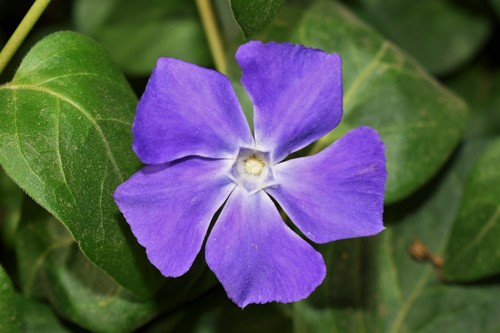 greater periwinkle