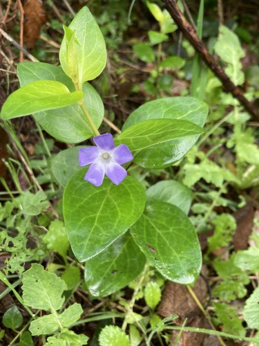 greater periwinkle