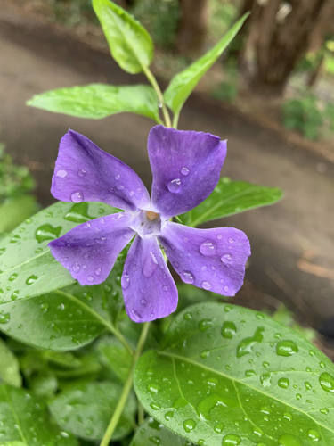 greater periwinkle