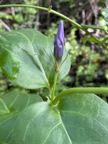 greater periwinkle