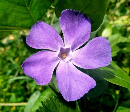 greater periwinkle