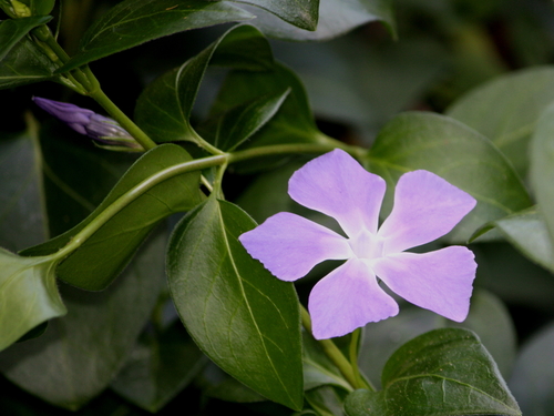 greater periwinkle
