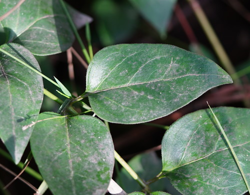 greater periwinkle