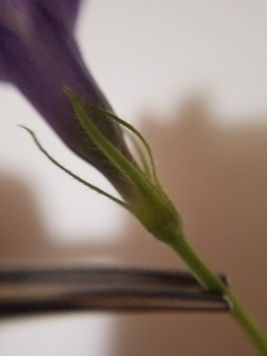 greater periwinkle