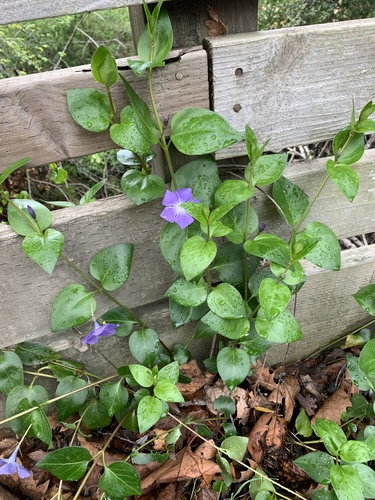 greater periwinkle
