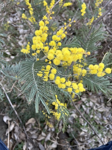 Silver wattle