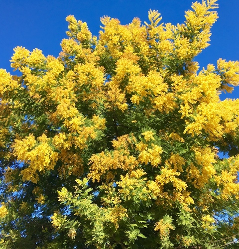 Silver wattle