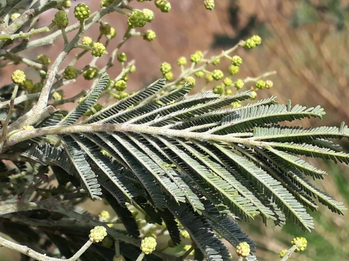 Silver wattle
