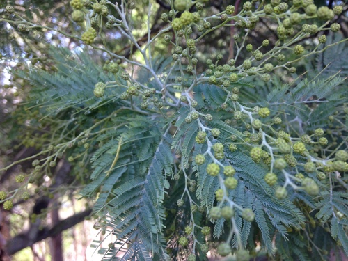 Silver wattle