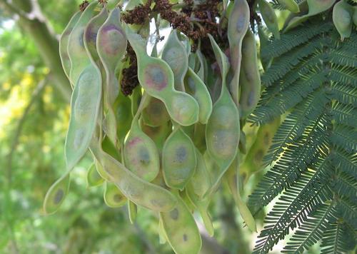 Silver wattle