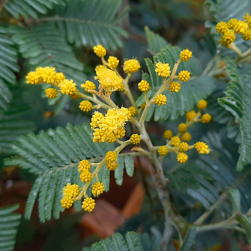 Silver wattle