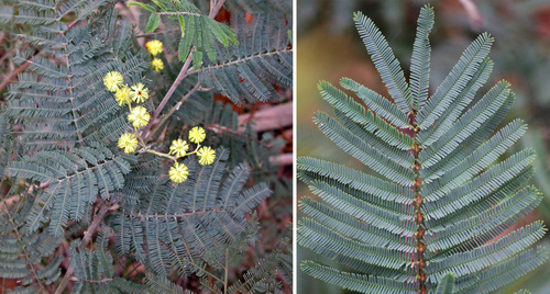 Silver wattle