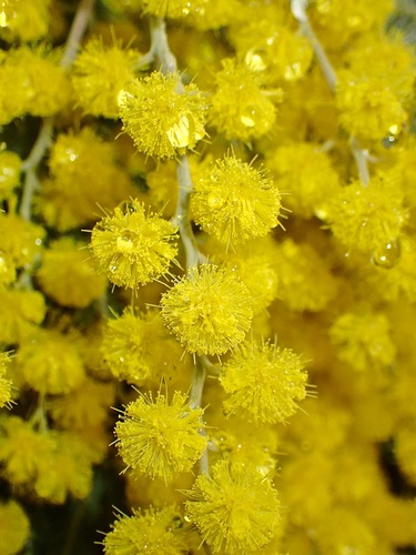 Silver wattle