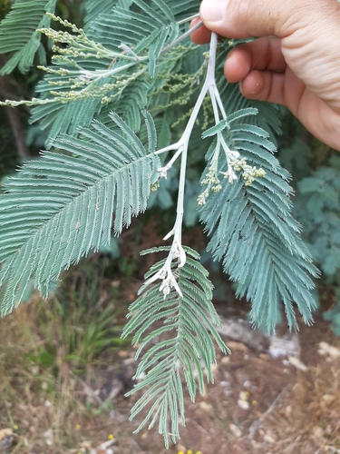 Silver wattle