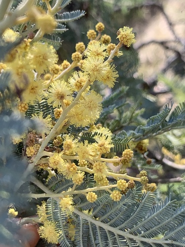 Silver wattle