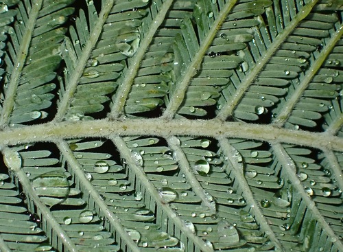 Silver wattle