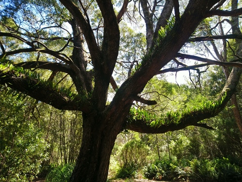 blackwood