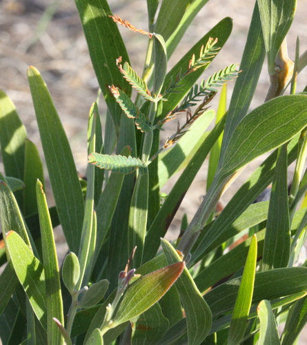 blackwood