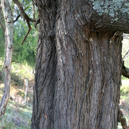 blackwood