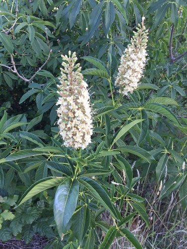 California buckeye