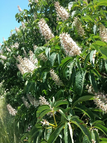 California buckeye