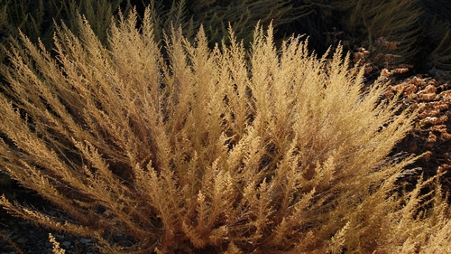 California sagebrush