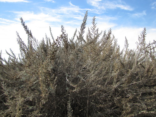 California sagebrush